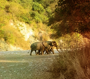 Rajaji National Park